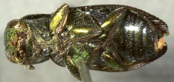 Media type: image;   Entomology 8111 Aspect: habitus ventral view